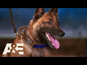 K9 German Shepherds Bowie & Pele Compete for the Win | America's Top Dog (Season 1) | A&E