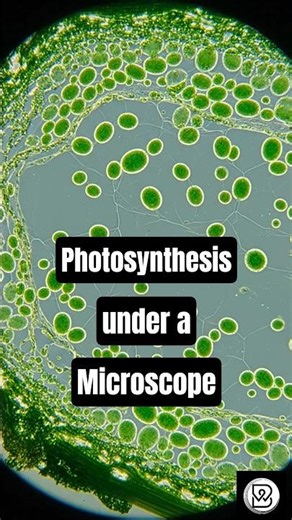 Photosynthesis under a microscope 🌿🔬