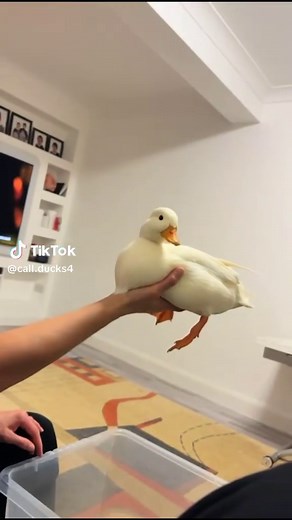 Adorable Call Ducks in Action
