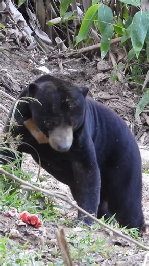 Sun Bear Core #cute #funny #nature