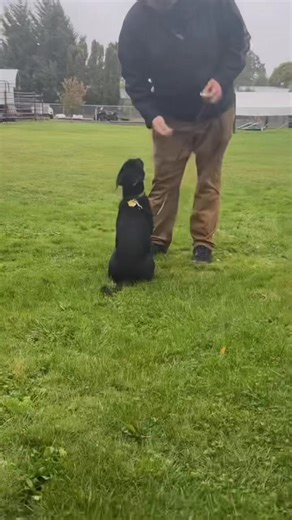 A nice beginning training session working on his name response and learning to follow the leash guidance… also accidentally filmed in time lapse… so all my amazing talking and insights unfortunately didn’t get recorded. 😂 😞 #obediencetraining #puppytraining #puppytrainingtips #labpuppy #labradorretriever #gsdofinstagram #gsdpuppy | Schutzhund Kevin