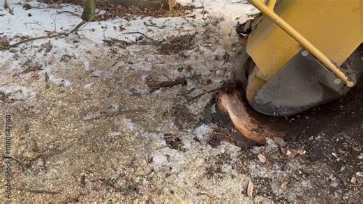 stump grinding after tree removal using heavy-duty grinder