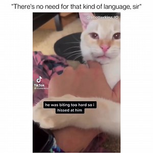 142K views · 9.2K reactions | This is actually a great way to tell your cat that yes, biting hurts! Making a high-pitched yowl will work too - the same noise that their siblings as kittens would have made when playfighting got too rough.  - : instagram.com/scotterkinz | Meowingtons | Facebook
