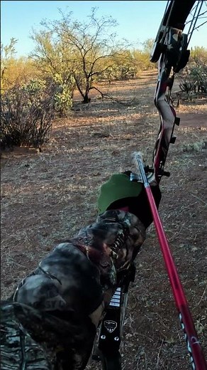 Double Tapped Coyotes #hunting