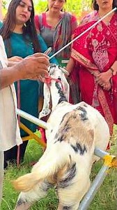 Goat Artificial Insemination Training | Professional Goat Farming Course | 100% Practical Training