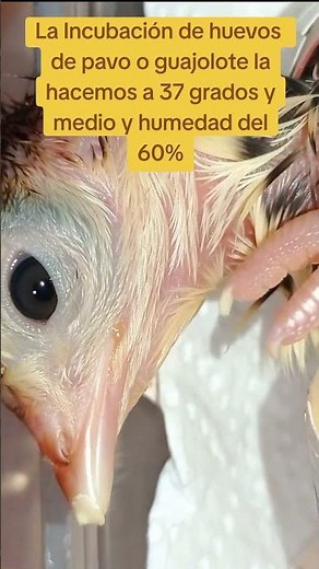 Incubation of turkey eggs in a home incubator.