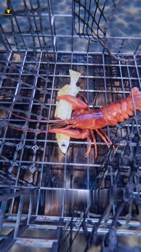 How Lobster Traps Actually Work 🦞😱