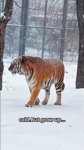 Siberian Tigers Facts🐯🐅