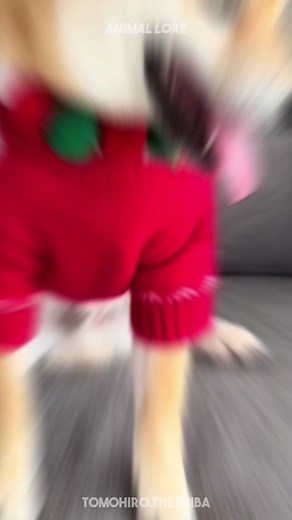 Top 3 Japanese Dog Breeds 🐶 #akita #japanesechin #shibainu