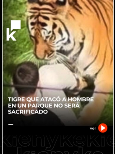 El Yorkshire Wildlife Park (@yorkshirewildlifepark) confirmó que Altai, el tigre involucrado en el ataque mortal contra un hombre, no será sacrificado. El hecho ocurrió después de que un hombre ingresara al recinto donde permanecía el tigre. La víctima sufrió heridas graves y murió en el lugar pese a la atención de los equipos de emergencia. #Tigre #Inglaterra #YorkshireWildlifePark