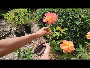 How to Deadhead Roses for More Blooms