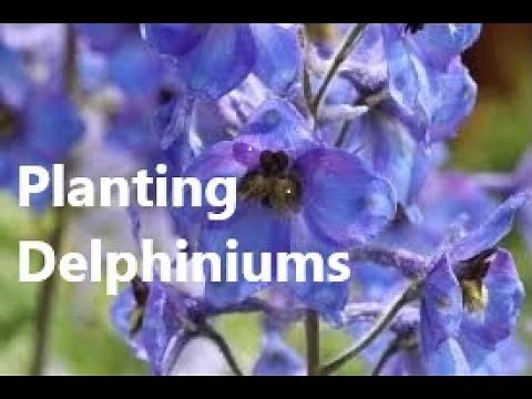 Planting Delphiniums