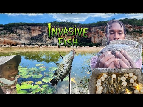 EPIC Tilapia Fishing in Jamaica 🇯🇲 | Catch & Cook Jaguar Cichlid Steam Fish Over Fire 🔥