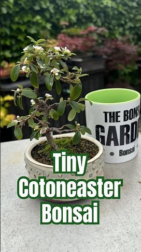 Tiny Cotoneaster Bonsai Tree