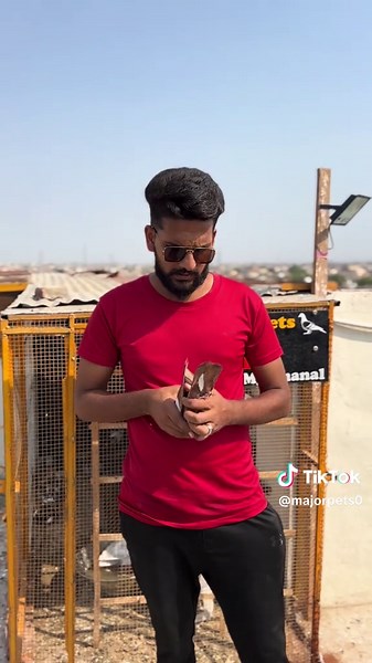 All About Kabootars: Your Guide to Pet Pigeons