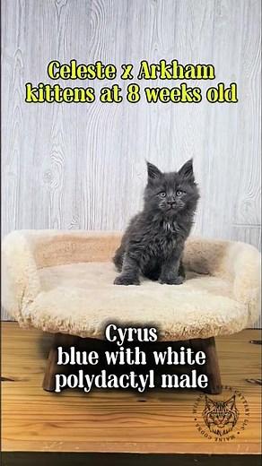 Maine Coon size comparison 2 years old vs 8 weeks old. Dad vs Kittens #MaineCoonCat