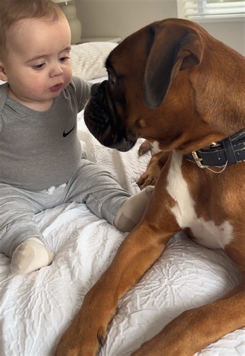 Bruno the Boxer and His Bond with Our Newborn