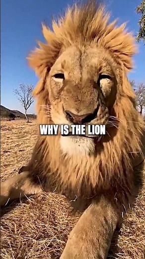 The Crazy Reason Why Lion Is The King Of The Jungle
