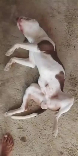 #animal🐶🐾 #viral #rocky 🐶❤️