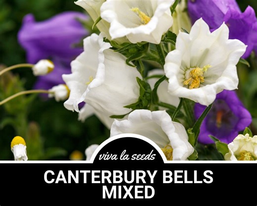 Canterbury Bells, Mixed Colors | 100 Seeds | Heirloom Flower | Fragrant Blooms | Seed Packets | Campanula Medium - Etsy