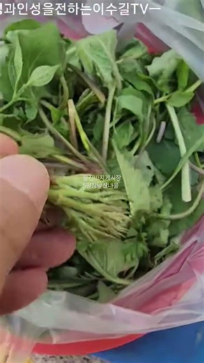 Uljin wild greens #shorts #wildgreens #Uljin #traditionalmarket #medicinalherbs #market #mother #...