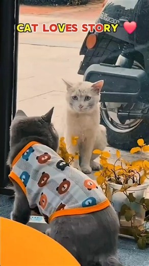 😿❤️ poor Cat Love Story | The Sweetest Cat Romance Ever! 😻 #Shorts