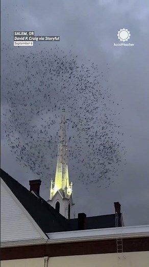 Incredible bird murmuration caught on camera!