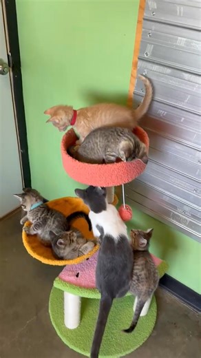 6.5K views · 317 reactions | Kittens  | Second Cup Cat Cafe | Facebook