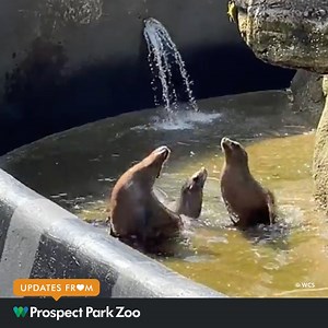 We’re getting ready to welcome everyone back to Prospect Park Zoo this weekend. Our three California sea lions, Beebe, Fara, and Libby, enjoyed a special treat. The keepers drained their 66,000-gallon pool and gave everything a good scrub. The trio was a little confused at first but quickly learned during refilling that a shallow pool provides opportunities to roll on the ground and scratch your back. Join us this weekend to celebrate our reopening with fun activities, including animal enrichmen