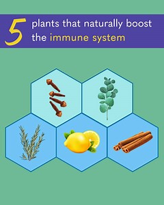 Can You Imagine Never Getting Sick Again? 3 - 5 drops a day of this essential oil can strengthen your immune system to combat colds, flu, sore throat, fever, germs, viruses, the list goes on… 🌱 https://bit.ly/2VyJ7kS 🌱 | Vitality Extracts Essential Oils