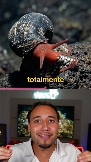 The only animal that lives on the volcano.