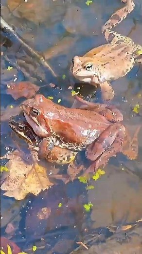 The Sound of Spring: Frogs Croaking Up Close