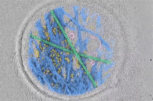 How cells turn mechanical forces into biochemical signals