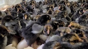 Black laced golden Wyandotte chicks hatching at cackle hatchery | Cackle Hatchery