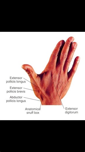 All about Radio | Hand muscle #hand #anatomy #muscle | Instagram