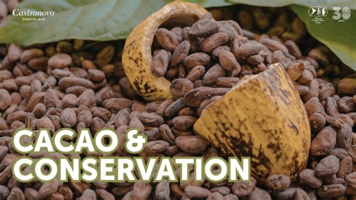 Cacao and Conservation | Amazon Conservation Team | Amazon Conservation Team