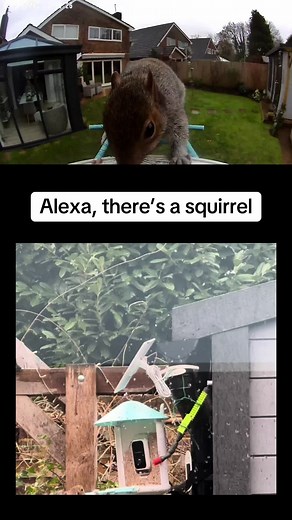 Alexa there’s a squirrel keeping squirrels for your birdfy feeder #manvssquirrel #birdsoftiktok #wildanimals #Birdfy #birdwatching #squirrel #birdfeeders #birdlife #birdfy @birdfyfeeder2