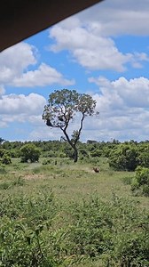 Kasongo V6 Turbo vs Leopard... #nature #wildlife #krugernationalpark #kasongoyeye #kasongo | Kruger Gone Wild Safaris