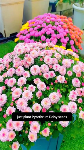 Pyrethrum Daisy seeds | Dodo Garden