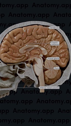 Learn anatomy fast! 🚀