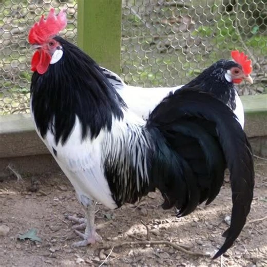 Les poules et coqs sur appartiennent à la race Lakenvelder. Cette race est réputée pour son plumage distinctif bicolore, avec un corps blanc pur contrastant nettement avec le camail (cou) et la queue noirs.