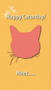 Happy Caturday! Meet Millie and Mischief! These two bonded ladies came to Animal Friends as part of a Humane Investigations rescue of 25 cats. They're looking for a quiet and patient home together where they can start to feel comfortable in their new surroundings at their own pace. Both Millie and Mischief started out fearful, but with the help of our staff and volunteers, they both started to come out of their shells. They would enjoy bonding with their new family through play and especially tu