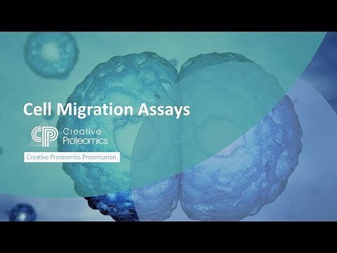 Cell Migration Assay