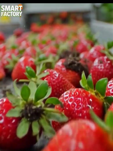 Exploring the Strawberry Ice Cream Manufacturing Process