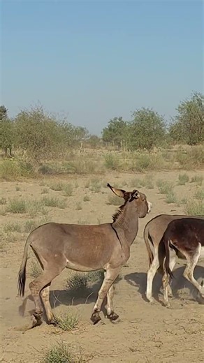 Wild Donkey Caught Running at Full Speed 💨 #animals #speedruning #shortsviral #funny #farmanimalct