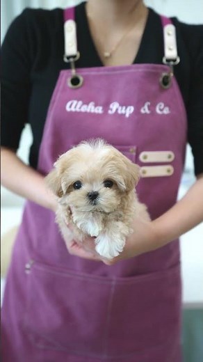 Sweet cream parti Maltipoo baby💛 - Aloha Teacup Puppies #maltipoo #cream #cute #puppylove