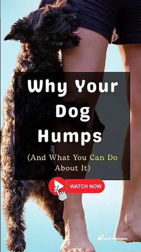Why Your Dog Humps (And What You Can Do About It)