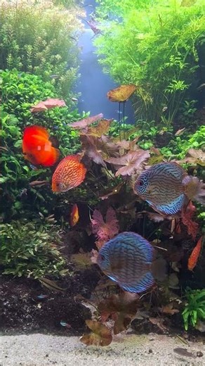 Pesti Discus la Acvariul din Barcelona - Aquarium Barcelona Discus #aquarium #barcelona #discus