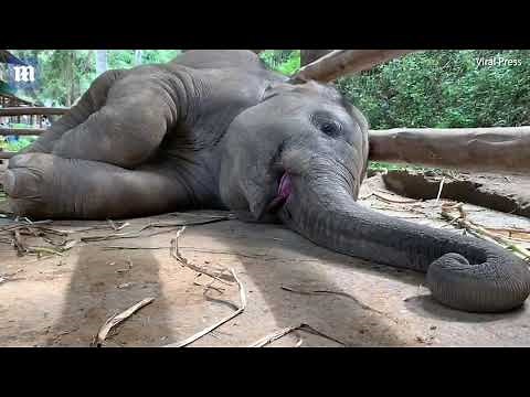 Hilarious moment baby elephant makes funny noises as he sleeps