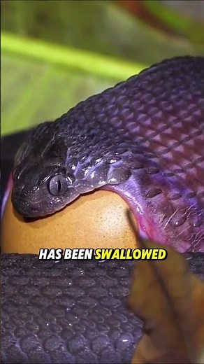 How Can a Snake Swallow Prey Bigger Than Its Head?